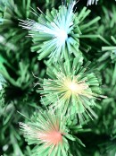 Vivid Multi Colour Dynamic LED Fibre Optic Christmas Tree With 185 Tips - 1.5m