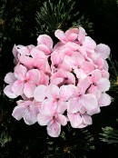 Pink Hydrangea Floret Cluster With Silver Glitter Christmas Clip Pick - 18cm Wide