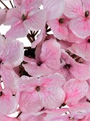 Pink Hydrangea Floret Cluster With Silver Glitter Christmas Clip Pick - 18cm Wide