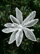 White Organza Decorated Poinsettia Christmas Flower Clip Pick - 24cm Wide