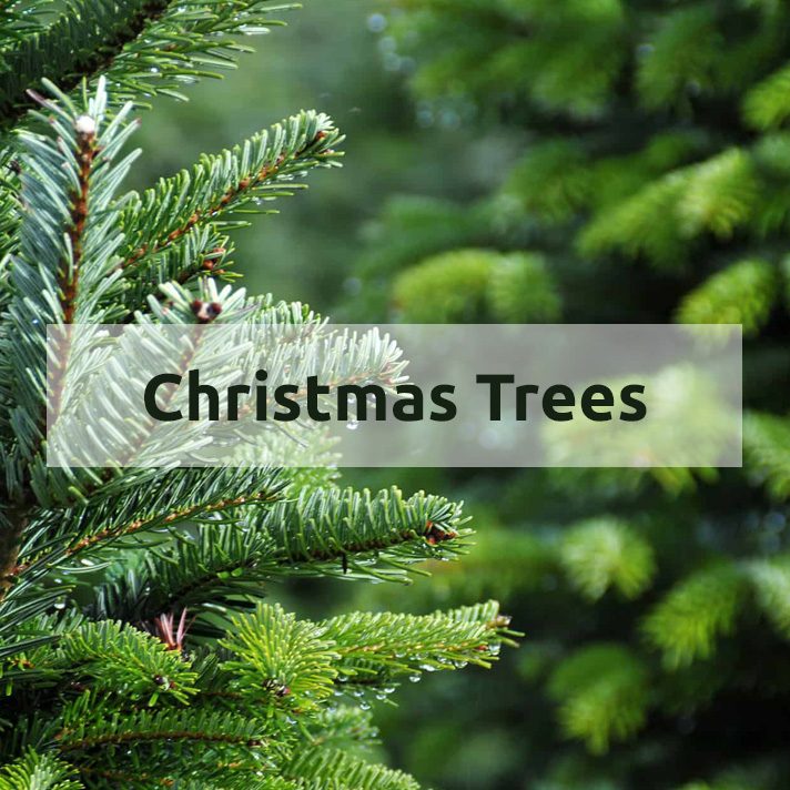 Shop Christmas Trees