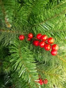 Douglas Fir Christmas Tree With Pine Cones & Red Berries - 1.83m