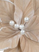 Champagne Khaki Velvet Christmas Poinsettia Stem With Faux Pearl Trim | 28cm
