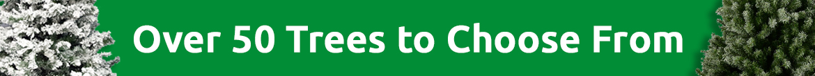 Over 50 Christmas Trees Available - 24 Hour Dispatch 
