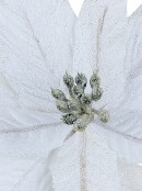 White Sequin & Fabric Petal Poinsettia Christmas Flower Stem Pick - 14cm Wide