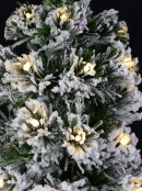 Snow Flocked Warm White LED & Multi Colour Fibre Optic Christmas Tree - 1.8m