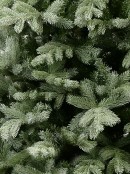 2.3m Alpine Mist Richmond River Spruce Christmas Tree | 1822 Awl Shape Tips