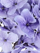 Violet Hydrangea Floret Cluster With Silver Christmas Clip Pick - 18cm Wide