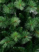 2.3m Weymouth Pine & Fir Dual Leaf Christmas Tree With 1383 Tips