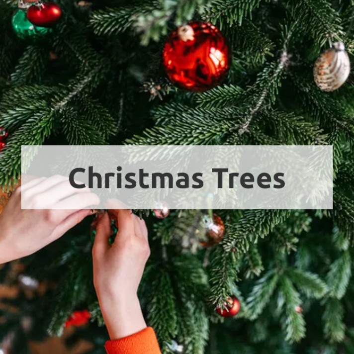 Huge Range of Christmas Trees to Choose From