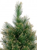 Gold Glittered Needle Tip Pine Tabletop Christmas Tree with 96 Tips - 90cm