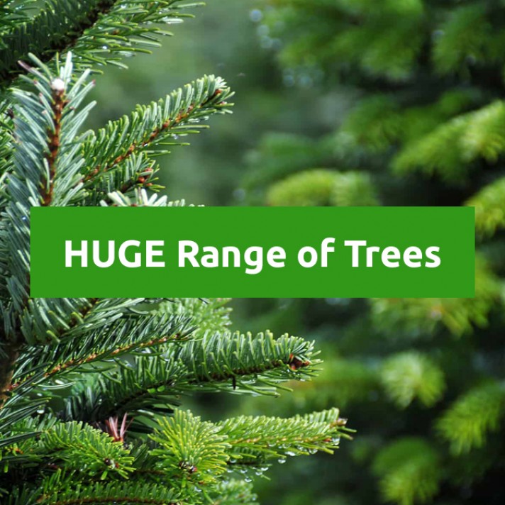 Best Value Full, Realistic Looking Christmas Trees 