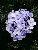 Violet Hydrangea Floret Cluster With Silver Christmas Clip Pick - 18cm Wide