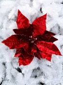 Giant Red Velour Poinsettia Flower With Glitter Christmas Clip Pick - 55cm Wide