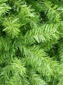 Mayfair Pine Traditional Christmas Tree With 1623 Tips - 2.3m