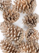 200g Large Champagne Natural Pinecones With Glitter Tips
