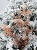 Brown Caramel Deciduous Winter Brush Christmas Pine Stem - 1m