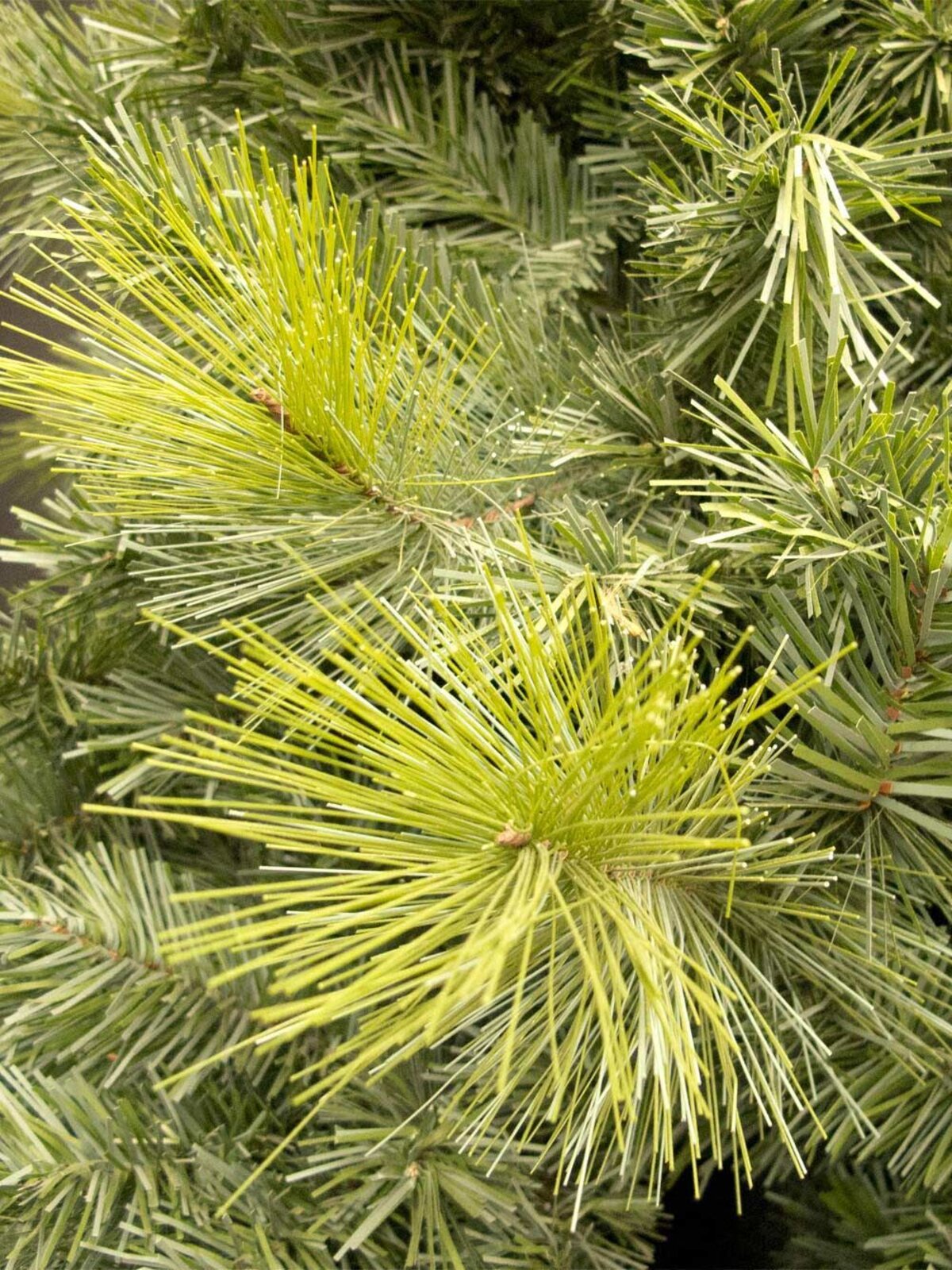 Virginia Pine Christmas Tree - 1.8m