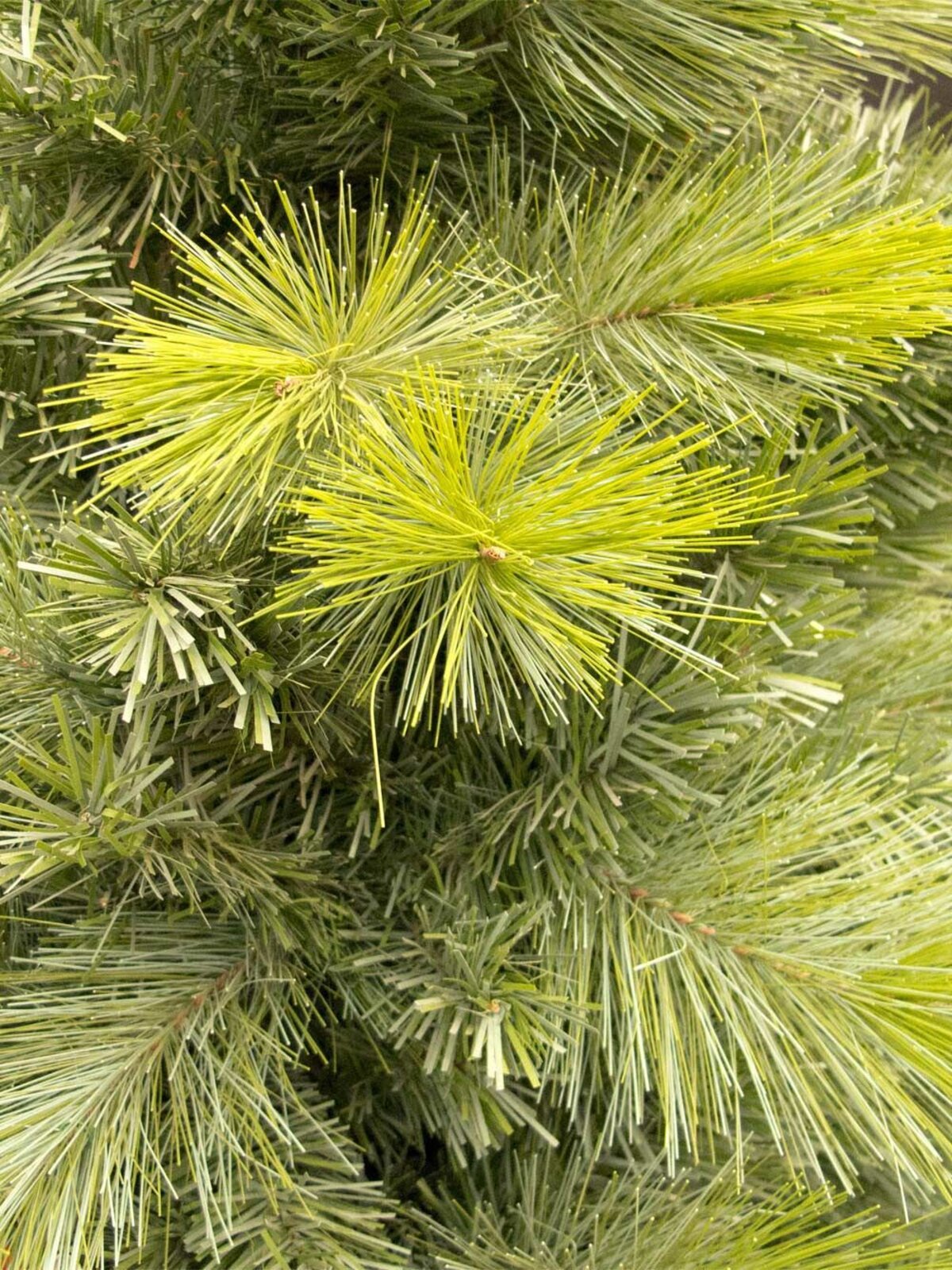 Virginia Pine Christmas Tree - 1.8m